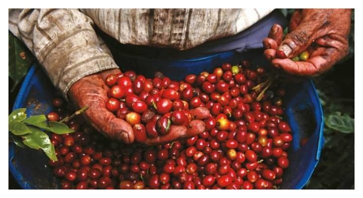 cfe-colombiano1-696x365