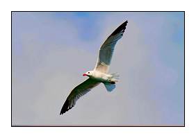 gaviota-de-audouin-gavina-corsa-31