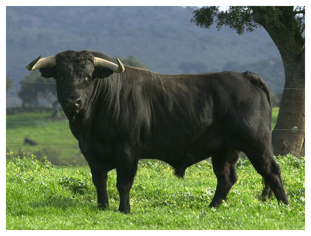 toros-de-lidia-Madrid